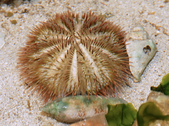  Lytechinus variegatus (Variegated Urchin, Green Urchin, Pincushion Urchin)